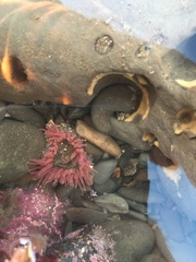 Urticina clandestina