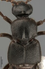 Aleocharinae