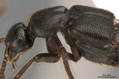 Aleocharinae