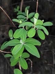 Hypericum monogynum