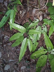 Heptapleurum heptaphyllum