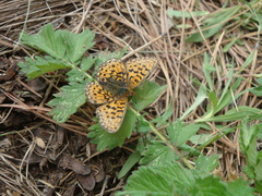 Boloria selene