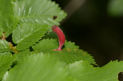 Tetraneura