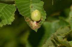 Tetraneura