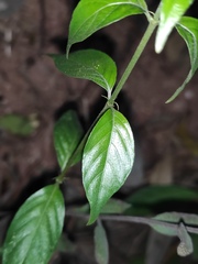 Mussaenda pubescens