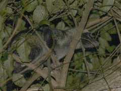 Paradoxurus musangus javanicus