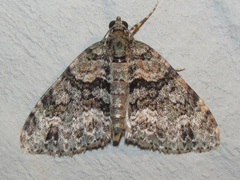 Hammaptera parinotata