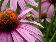 Bombus huntii