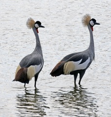 Balearica regulorum