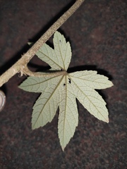 Rubus reflexus lanceolobus