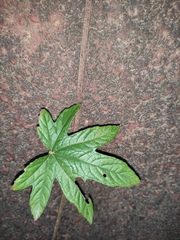Rubus reflexus lanceolobus