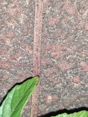 Rubus reflexus lanceolobus