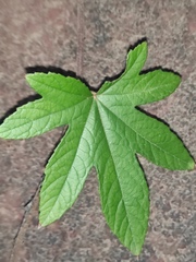 Rubus reflexus lanceolobus
