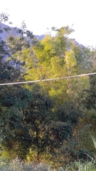 Spizixos semitorques