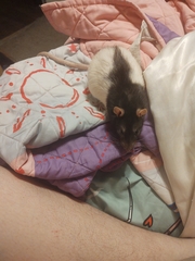 Rattus norvegicus domestica