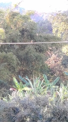 Spizixos semitorques