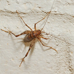 Tachycines asynamorus