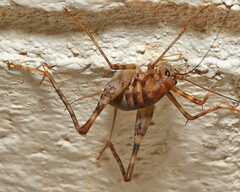 Tachycines asynamorus