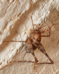 Tachycines asynamorus