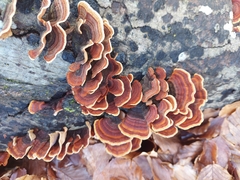 Stereum insignitum