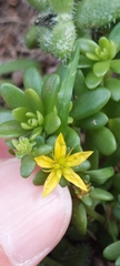 Sedum × luteoviride