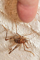 Tachycines asynamorus