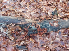 Stereum insignitum