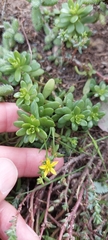 Sedum × luteoviride