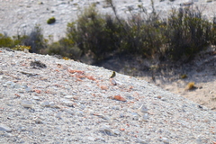 Spinus barbatus