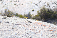 Spinus barbatus