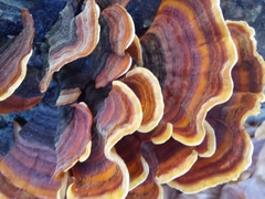 Stereum insignitum