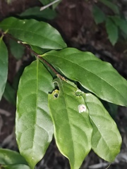 Strophanthus divaricatus