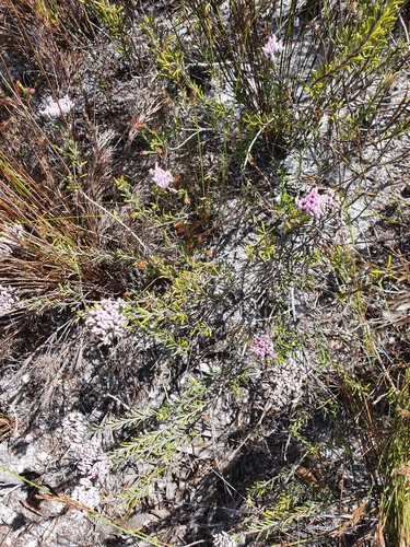 Image of Metalasia erubescens by (c) Corli du Toit Smith, some rights reserved (CC BY)