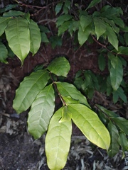 Strophanthus divaricatus