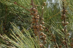 Casuarina cunninghamiana