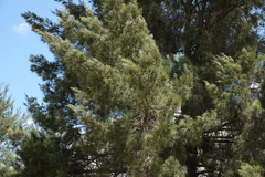 Casuarina cunninghamiana