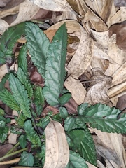 Salvia cavaleriei