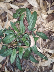Salvia cavaleriei