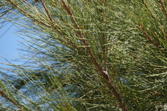 Casuarina cunninghamiana