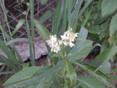 Solanum argentinum