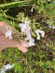 Conradina grandiflora