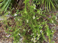 Conradina grandiflora