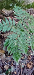 Asplenium onopteris