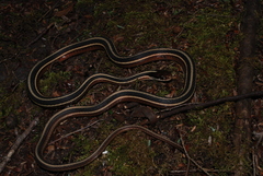 Thamnophis saurita septentrionalis
