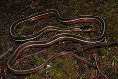 Thamnophis saurita septentrionalis