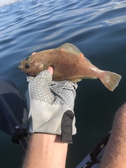 Citharichthys sordidus