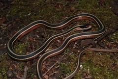 Thamnophis saurita septentrionalis