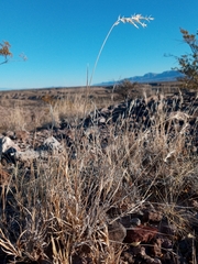 Scleropogon brevifolius
