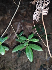 Alyxia sinensis