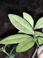 Alyxia sinensis